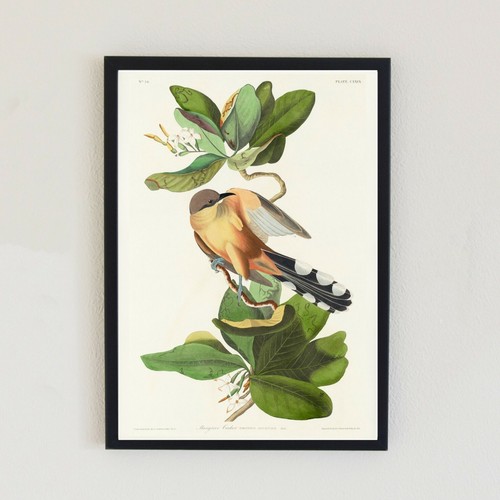 Vintage bird illustration - vintage,