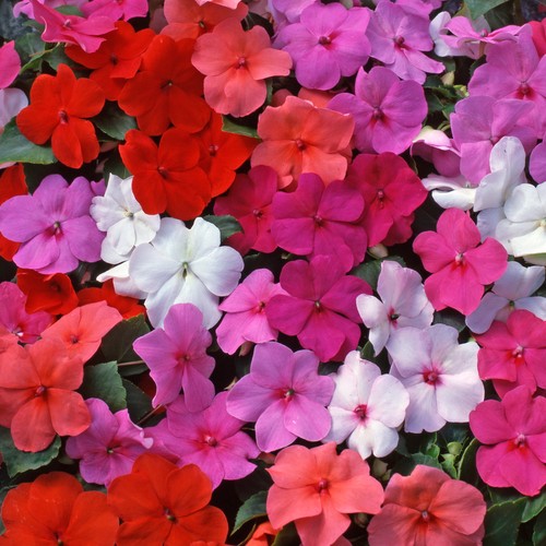 Impatiens mix busy lizzie - impatiens,