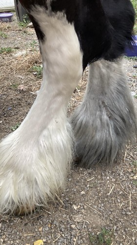 Equine soap henny feather - henny,