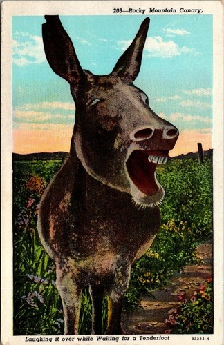 Postcard rocky mtn canary - rocky,