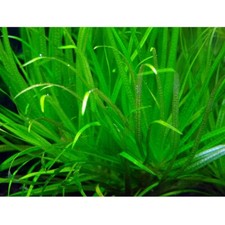 Blyxa Japonica Live Aquarium