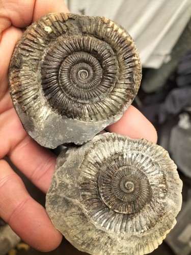Quality dactylioceras - quality,