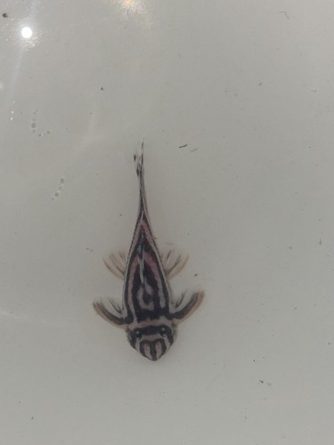 Pleco l046 zebra - l046, “