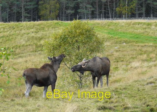 Photo 6x4 elk lunching - (moose),