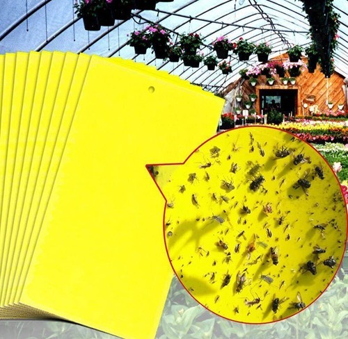 20x yellow sticky fly trap - sticky,