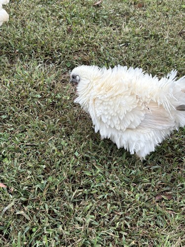 Silkie fertile hatching - 12-,