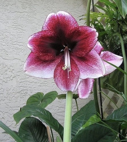 Amaryllis lily magenta - lily, flower
