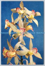 D318579 Cymbidium flowers. Family Orchidaceae. J. Arthur Dixon. Newport. Colour