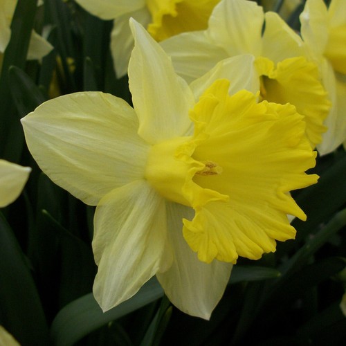 Narcissus best seller spring - narcissus, seller.