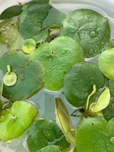 Amazon frogbit limnobium - amazon,