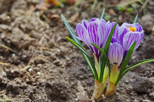10x large flowering crocus - 10x,