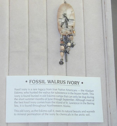 Fossil walrus tusk scrimshaw - tusk,