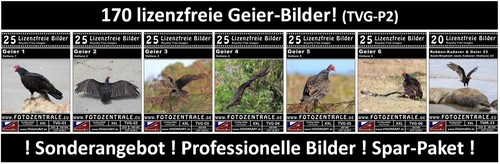 170 royalty free professional - free,