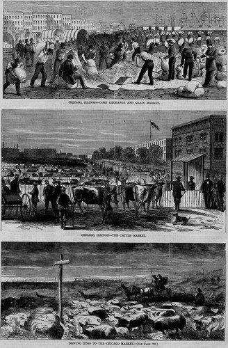 Chicago hog cattle - chicago,