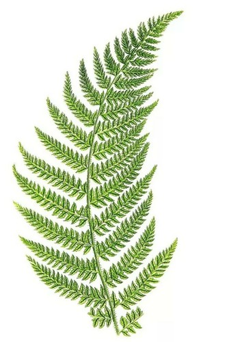 Fern print cards notelets - fern,