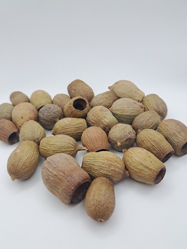 Eucalyptus bell pods - x, 10