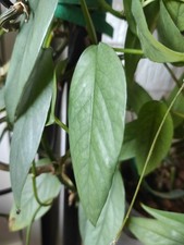 Cebu Blue Fresh Cutting