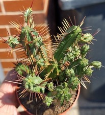 Euphorbia Enopla - Beautiful