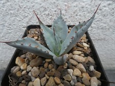 AGAVE PARRASANA, shown in 7cm