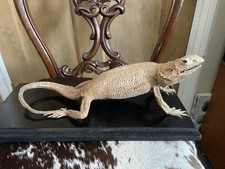 Vintage Taxidermy Reptile