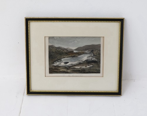 Antique vintage engraving - antique,