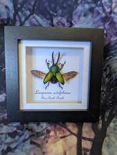 Green Saw Tooth Beetle