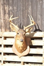 Vintage Taxidermy Stag Mounted Head – White Tailed Deer