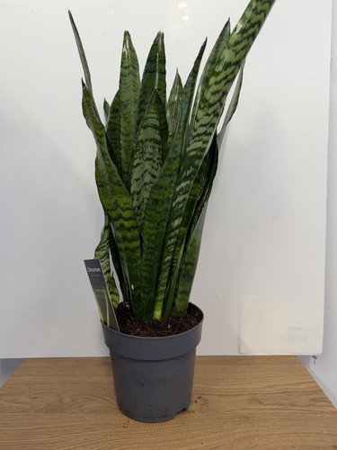 Sansevieria zeylanica