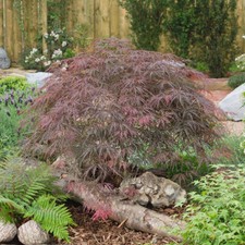 Acer palmatum Royal Garnet 9cm