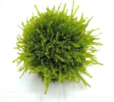  Java Moss On Lava Rock 