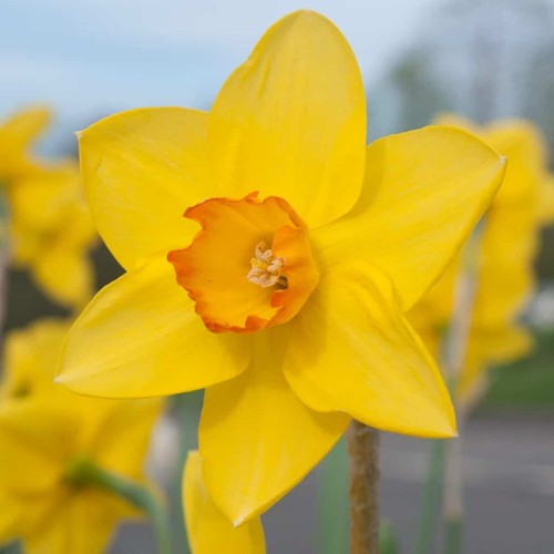 Daffodil sealing wax bulbs - daffodil,