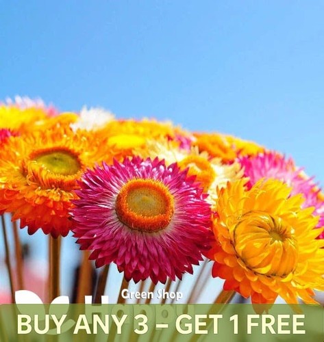 Strawflower swiss giant mix - giant,