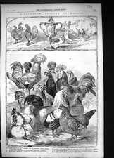 Old 1855 Birmingham Poultry Show Pigeons Bantam Fowls Cochin-China Do Victorian