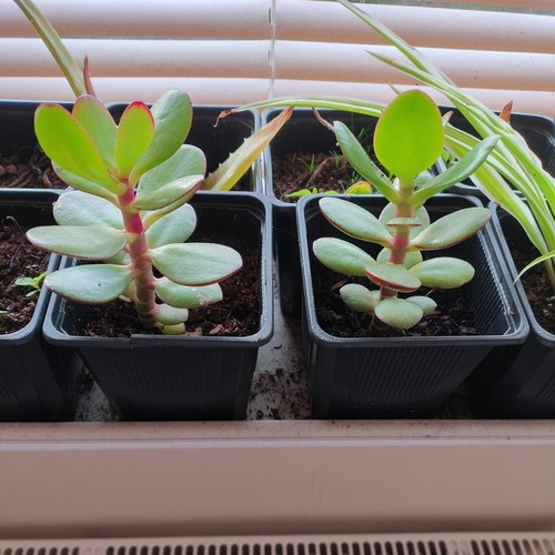 Jade money spider plant aloe - jade, money,