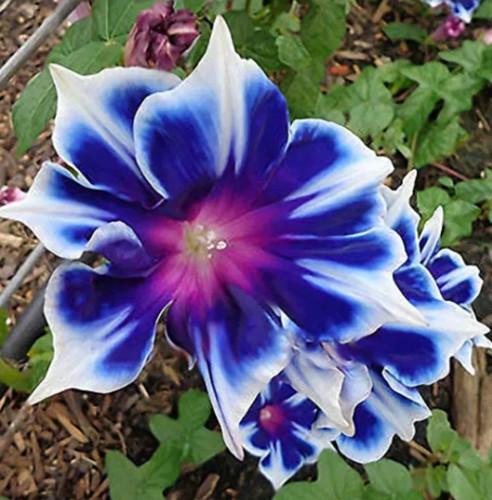 100 blue white - blue, morning