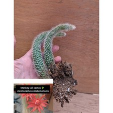 Cleistocactus