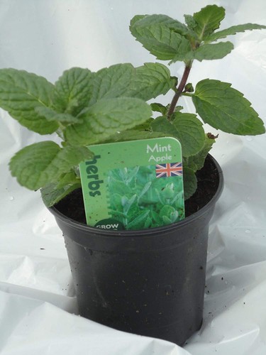 Apple mint mentha suaveolens - mentha,