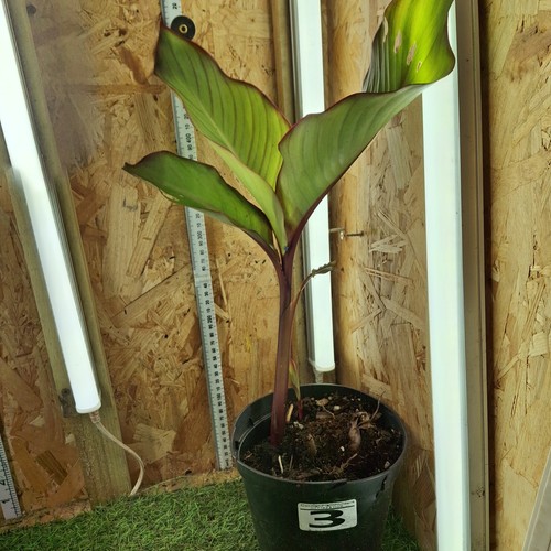 Canna indian shot - shot,