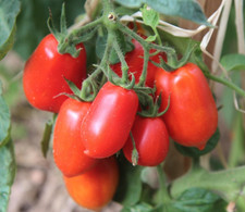 Tomato San Marzano 3 Plug