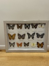Set Of 14 Framed Butterflies 