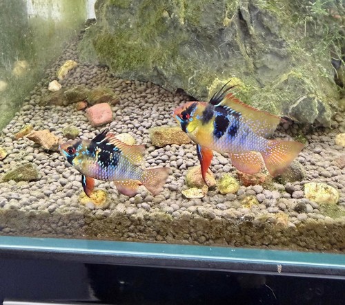 German blue ram - german,