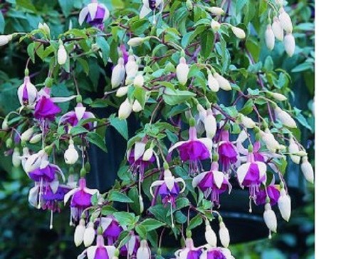 Mix b3 fuchsia mixed - 6,