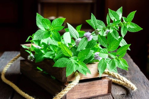 White wood mint mentha - 50,