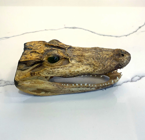 Alligator head specimen - alligator,