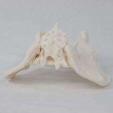 Female Pelvis Model Skeleton  Model Science Hip Model Life Size Female