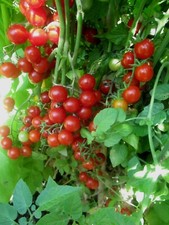 TOMATO HUNDREDS AND THOUSANDS 25 SEEDS