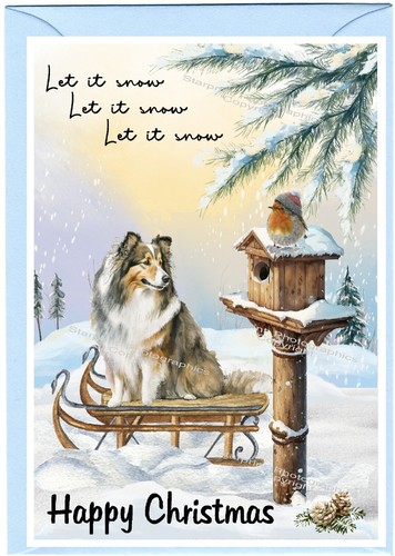 Shetland sheepdog sheltie - sheepdog, /