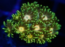 ⚡👑 Lightning Storm Master