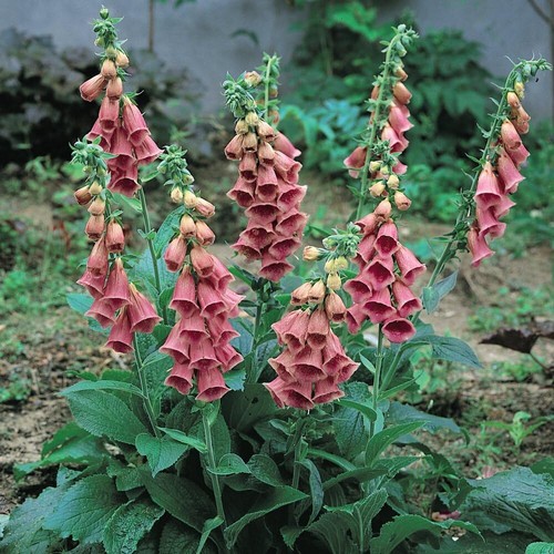 Foxglove summer king - king',