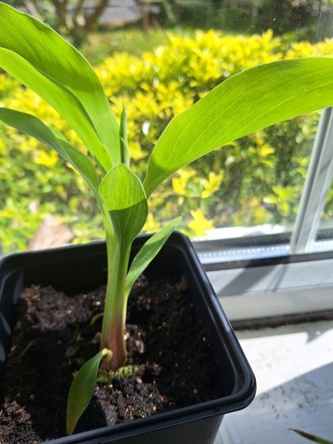 Banana plant rare chinese - plant,